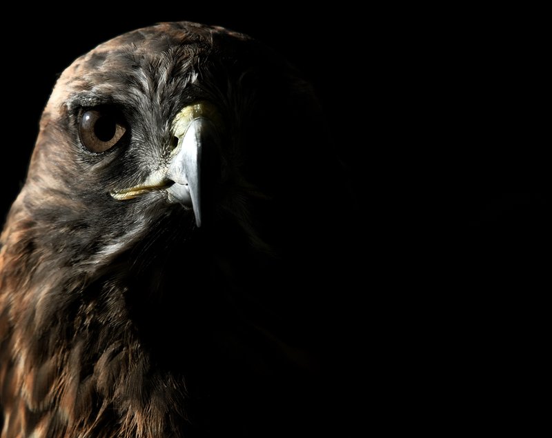 Hawk close up.jpg